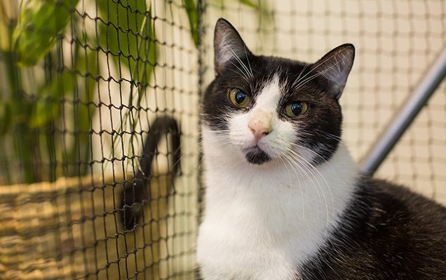 Black and White Cat sitting pretty in our Sit Drop Shop